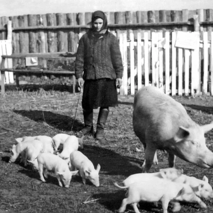 Районная выставка достижений народного хозяйства, 1952 г.