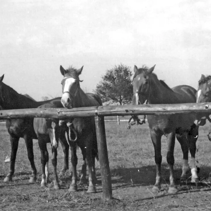  Районная выставка достижений народного хозяйства, 1952 г.