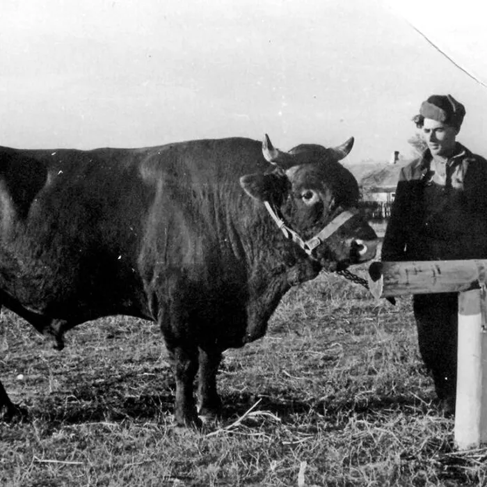  Районная выставка достижений народного хозяйства, 1952 г.